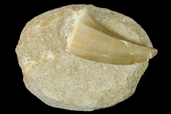 Mosasaur (Mosasaurus) Tooth In Rock - Morocco #152676